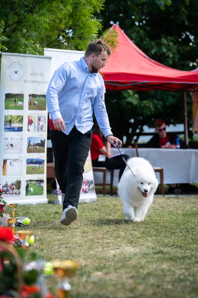 Samojed klub SK – Champion