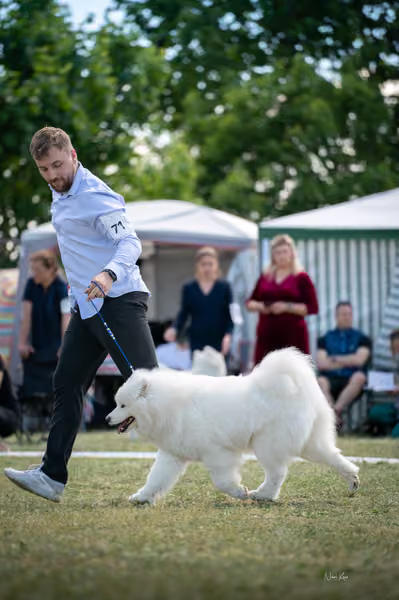 Samojed klub SK – Champion