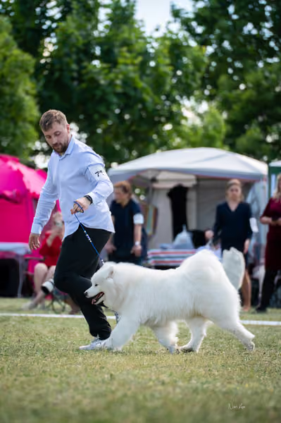 Samojed klub SK – Champion