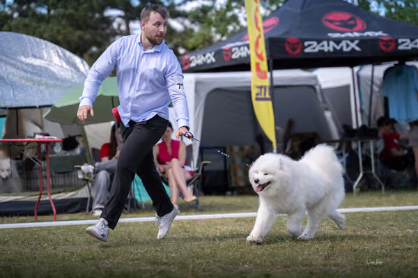 Samojed klub SK – Champion