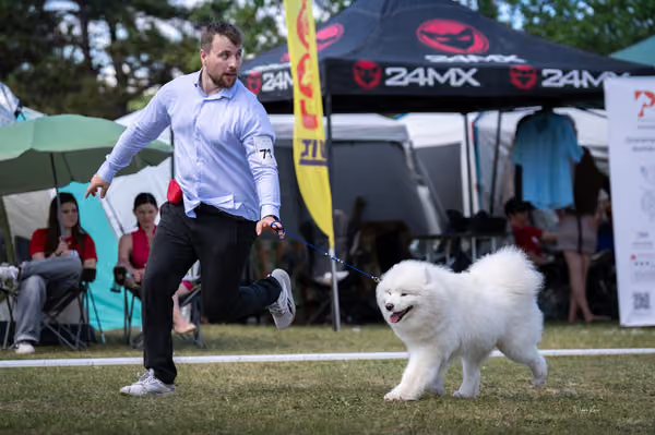 Samojed klub SK – Champion