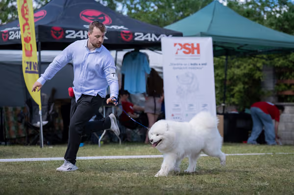 Samojed klub SK – Champion
