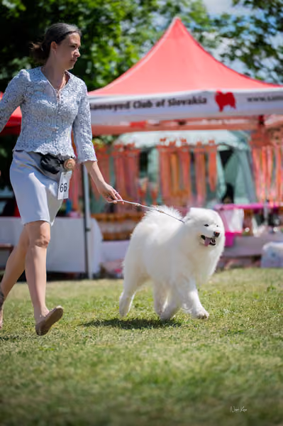 Samojed klub SK – Champion