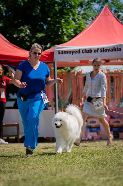 Samojed klub SK – Champion