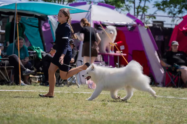Samojed klub SK – Champion