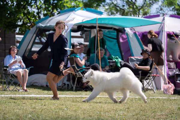 Samojed klub SK – Champion