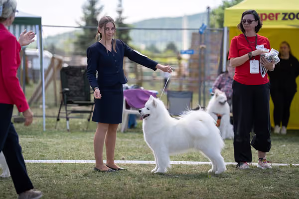 Samojed klub SK – Champion