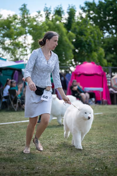 Samojed klub SK – Champion