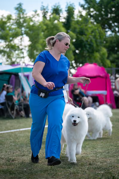 Samojed klub SK – Champion