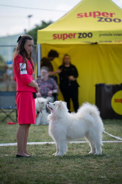 Samojed klub SK – Champion