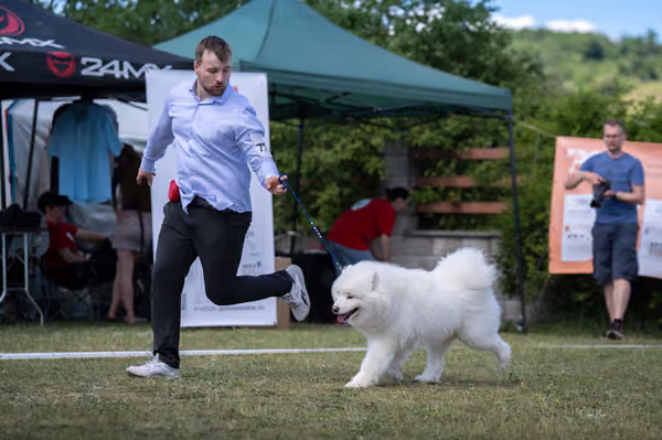 Samojed klub SK – Champion