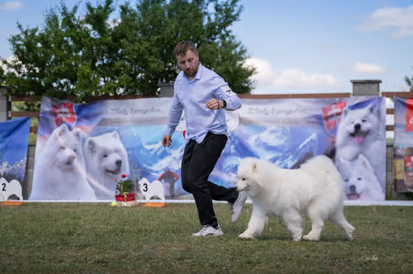 Samojed klub SK – Champion