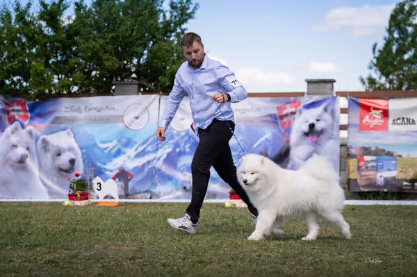 Samojed klub SK – Champion