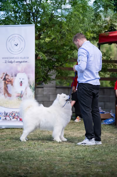 Samojed klub SK – Champion