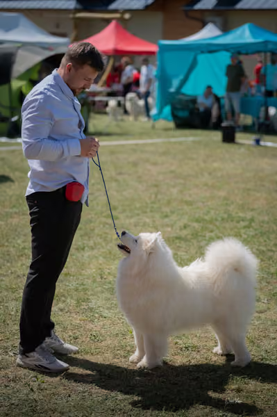 Samojed klub SK – Champion