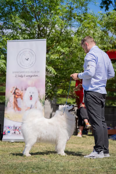 Samojed klub SK – Champion