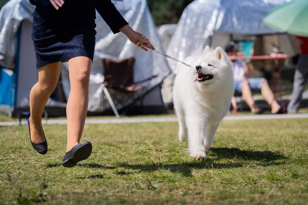 Samojed klub SK – Champion