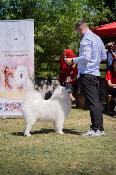 Samojed klub SK – Champion