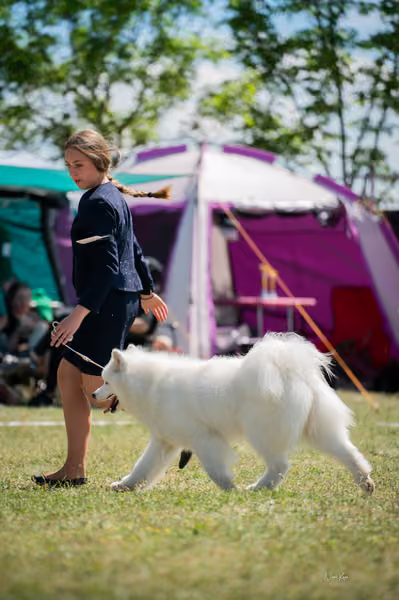 Samojed klub SK – Champion