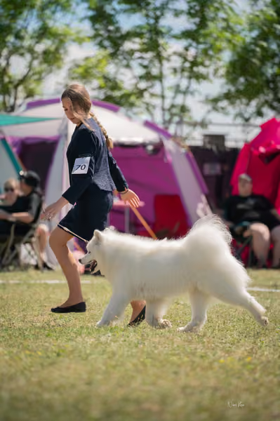 Samojed klub SK – Champion