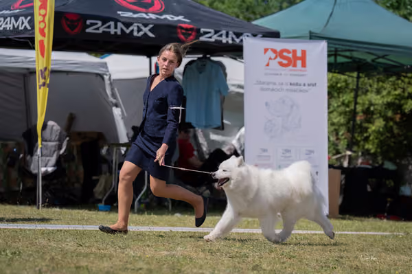 Samojed klub SK – Champion