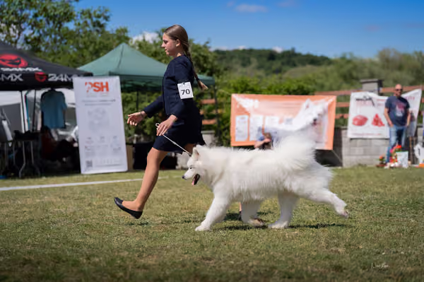 Samojed klub SK – Champion