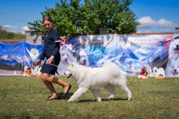 Samojed klub SK – Champion