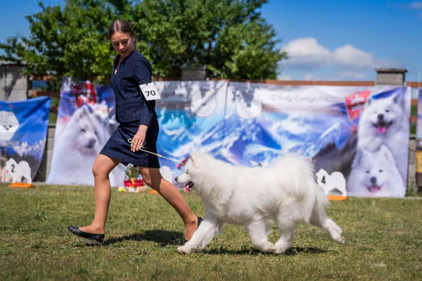 Samojed klub SK – Champion