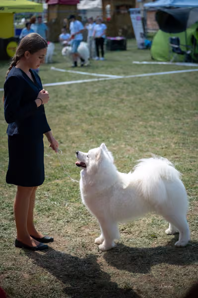 Samojed klub SK – Champion