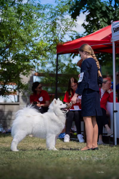 Samojed klub SK – Champion