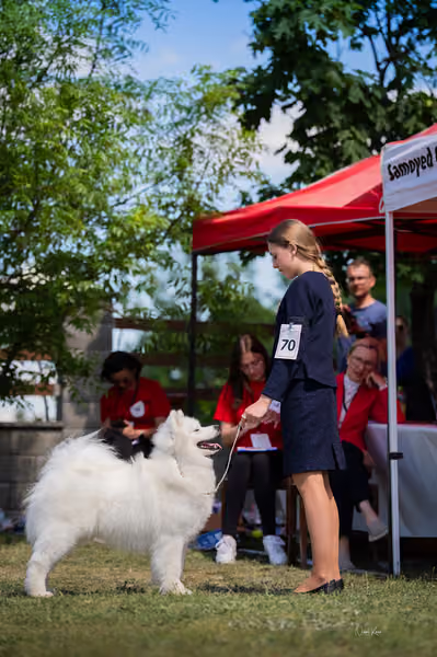 Samojed klub SK – Champion