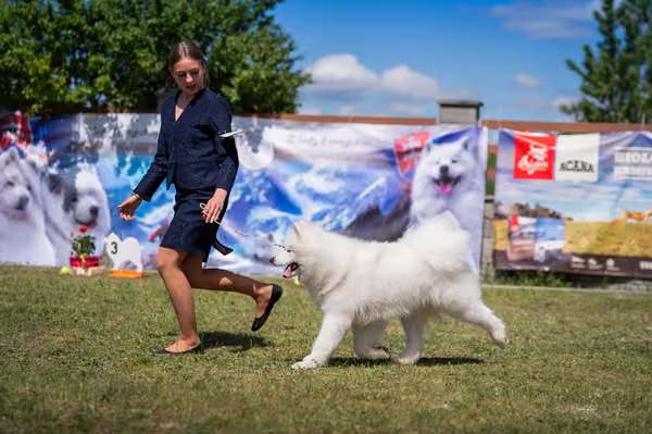 Samojed klub SK – Champion