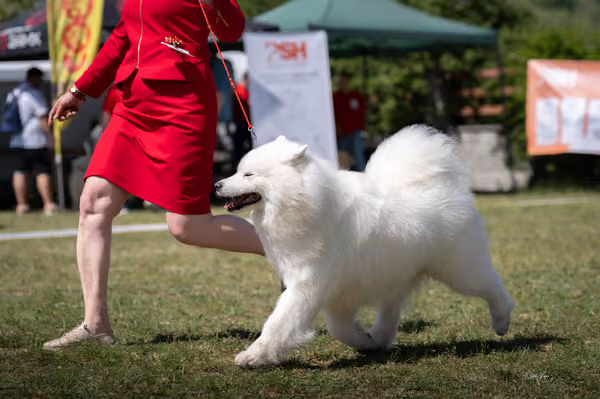 Samojed klub SK – Honor
