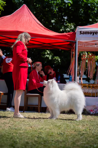 Samojed klub SK – Honor