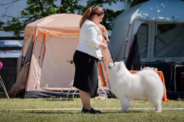 Samojed klub SK – Honor