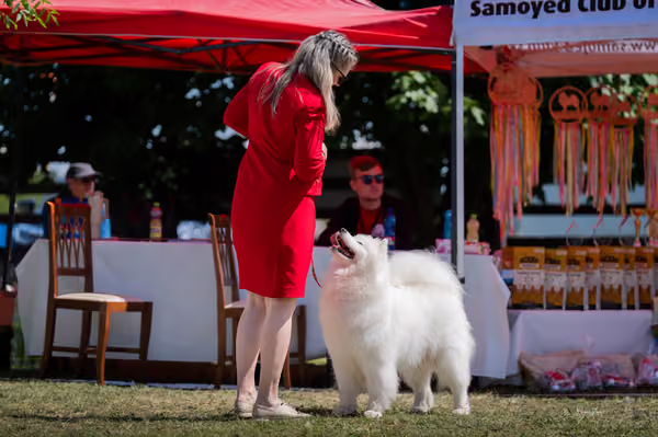Samojed klub SK – Honor