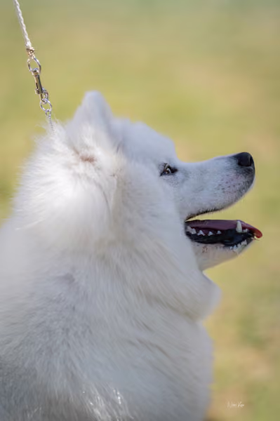 Samojed klub SK – Honor