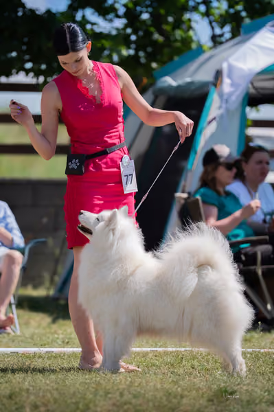 Samojed klub SK – Honor