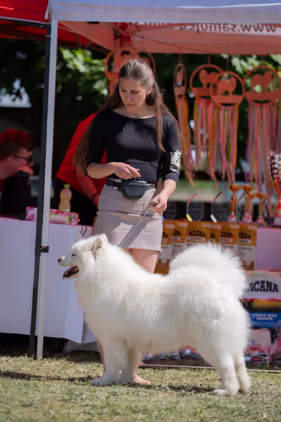 Samojed klub SK – Honor