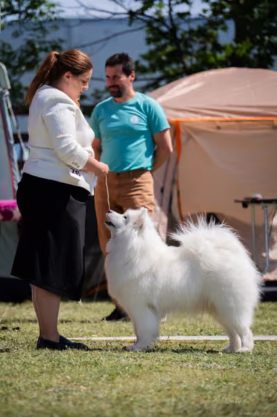 Samojed klub SK – Honor