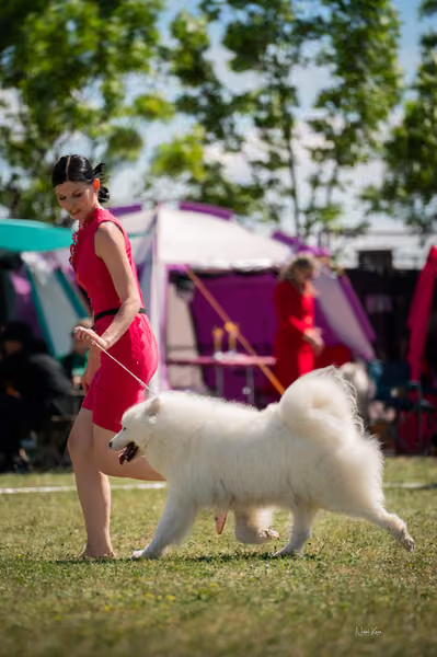 Samojed klub SK – Honor