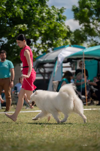 Samojed klub SK – Honor
