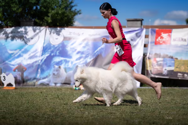 Samojed klub SK – Honor