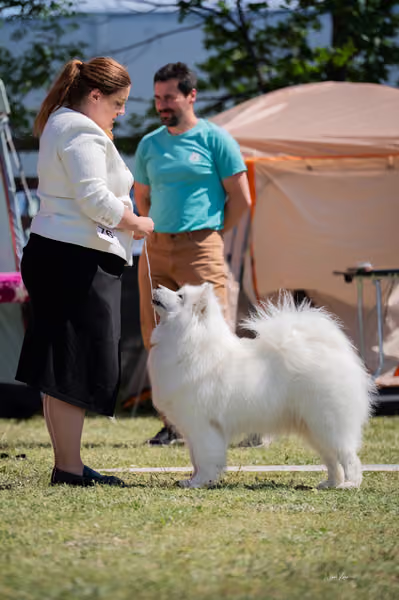 Samojed klub SK – Honor
