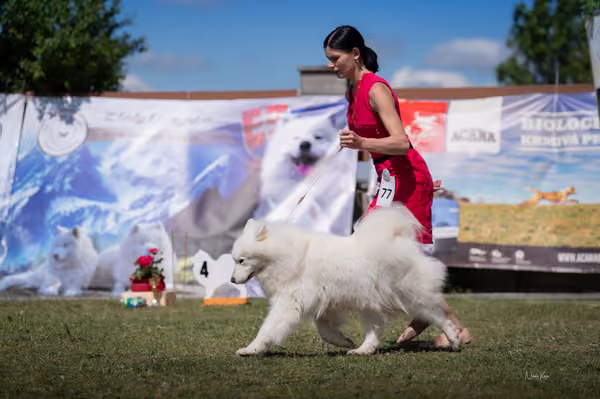 Samojed klub SK – Honor