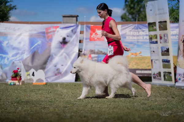 Samojed klub SK – Honor