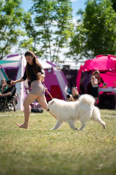 Samojed klub SK – Honor