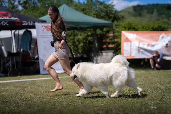 Samojed klub SK – Honor