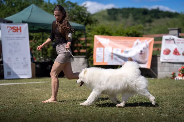 Samojed klub SK – Honor