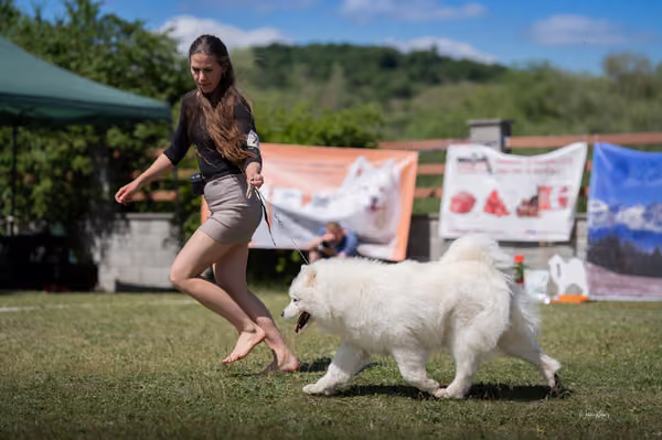 Samojed klub SK – Honor
